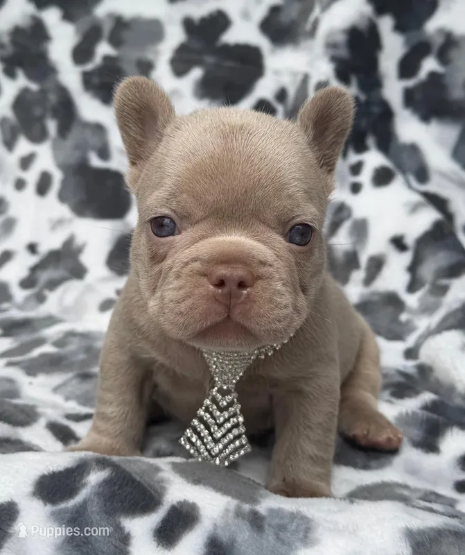 Charlie  – French Bulldog puppy for sale in Beaumont, CA
