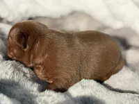 Rocky, a male French Bulldog for sale in Beaumont, CA – 4 of 10
