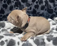 Lake , a male French Bulldog for sale in Beaumont, CA – 10 of 10