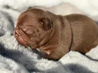 Rocky, a male French Bulldog for sale in Beaumont, CA – 10 of 10