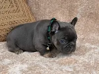 bruce, a male French Bulldog for sale in Beaumont, CA – Photo 3 of 10