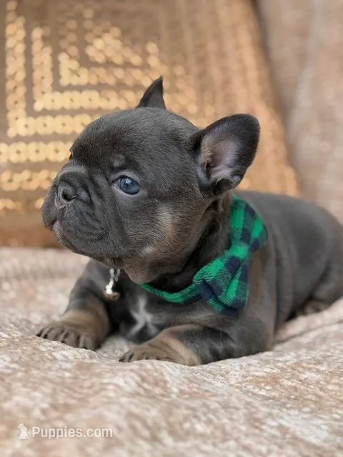 bruce – French Bulldog puppy for sale in Beaumont, CA