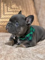 bruce, a male French Bulldog for sale in Beaumont, CA – Photo 1 of 10