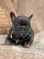 bruce, a male French Bulldog for sale in Beaumont, CA – Photo 4 of 10
