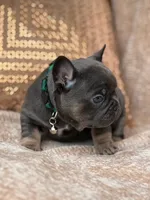 bruce, a male French Bulldog for sale in Beaumont, CA – Photo 9 of 10