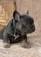 bruce, a male French Bulldog for sale in Beaumont, CA – Photo 5 of 10
