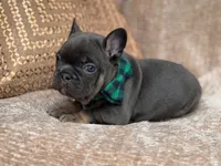 bruce, a male French Bulldog for sale in Beaumont, CA – Photo 7 of 10