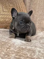 bruce, a male French Bulldog for sale in Beaumont, CA – Photo 2 of 10
