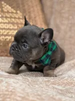 bruce, a male French Bulldog for sale in Beaumont, CA – Photo 8 of 10