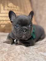 bruce, a male French Bulldog for sale in Beaumont, CA – Photo 10 of 10