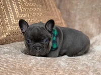 bruce, a male French Bulldog for sale in Beaumont, CA – Photo 6 of 10