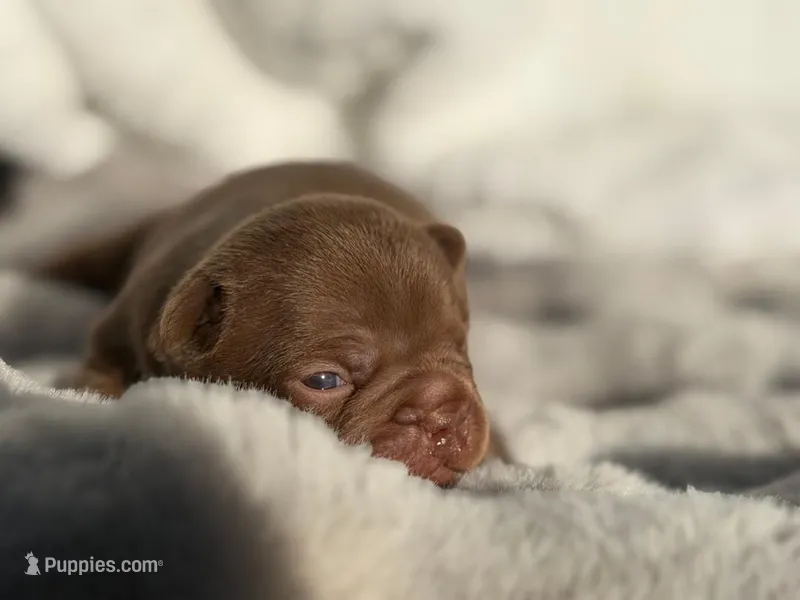 Rocky – French Bulldog puppy for sale in Beaumont, CA