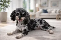 Stellar , a male Poodle - Miniature  for sale in Beaumont, CA – Photo 3 of 4