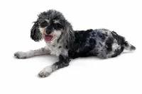 Stellar , a male Poodle - Miniature  for sale in Beaumont, CA – Photo 2 of 4