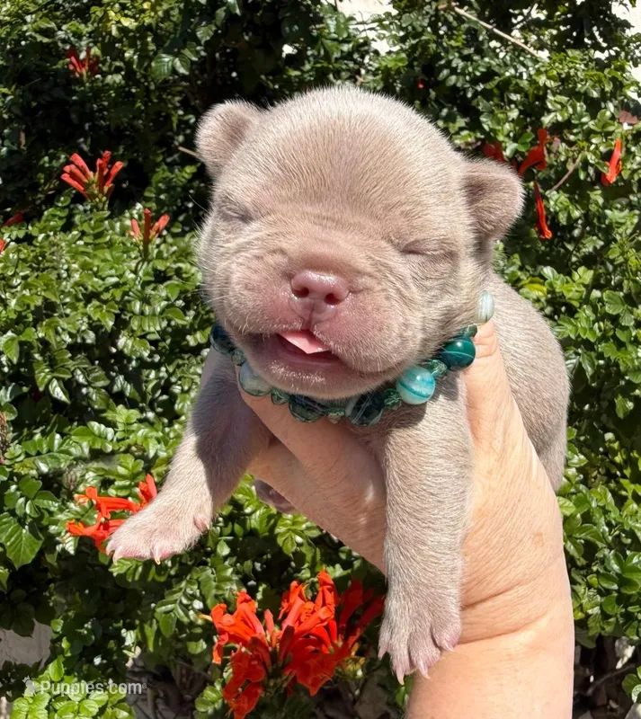 Charlie  – French Bulldog puppy for sale in Beaumont, CA
