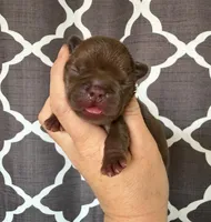 Annie , a female French Bulldog for sale in Beaumont, CA – Photo 2 of 7