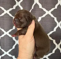 Annie , a female French Bulldog for sale in Beaumont, CA – Photo 7 of 7