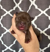 Annie , a female French Bulldog for sale in Beaumont, CA – Photo 5 of 7
