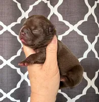 Annie , a female French Bulldog for sale in Beaumont, CA – Photo 4 of 7