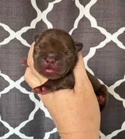 Annie , a female French Bulldog for sale in Beaumont, CA – Photo 1 of 7