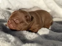 Rocky, a male French Bulldog for sale in Beaumont, CA – 6 of 10