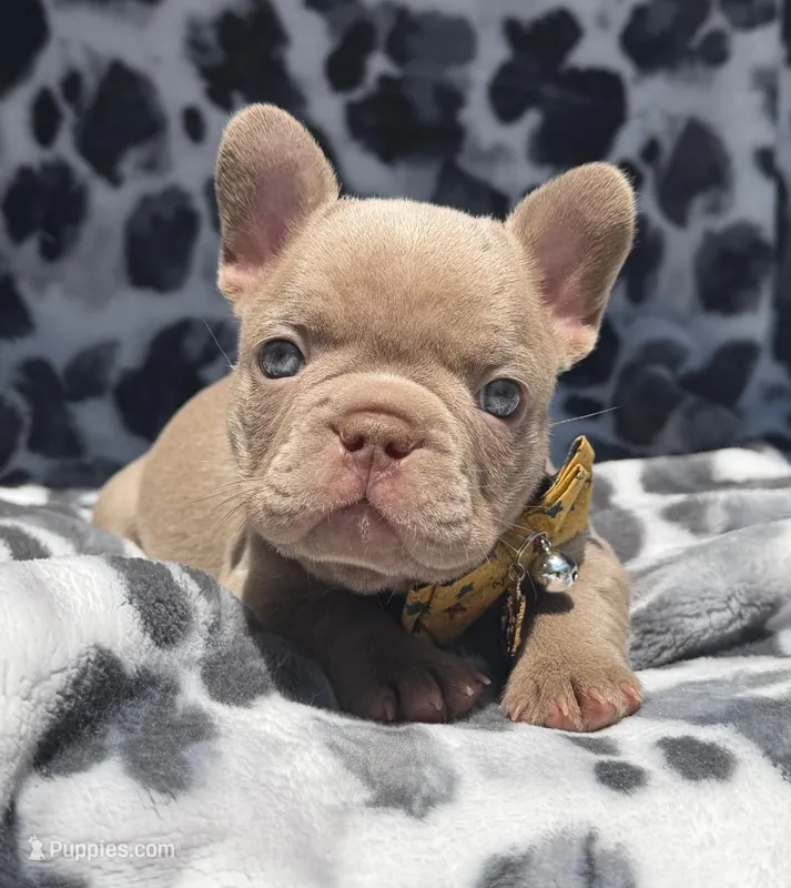 Lake  – French Bulldog puppy for sale in Beaumont, CA