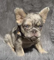 Wesley, a male French Bulldog for sale in Beaumont, CA – 5 of 10