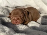Rocky, a male French Bulldog for sale in Beaumont, CA – 3 of 10