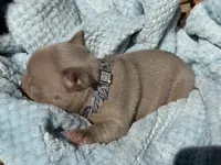 Charlie , a male French Bulldog for sale in Beaumont, CA – 4 of 10