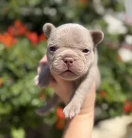 Charlie , a male French Bulldog for sale in Beaumont, CA – 10 of 10