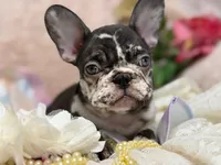 Honey , a female French Bulldog for sale in Beaumont, CA – Photo 9 of 10