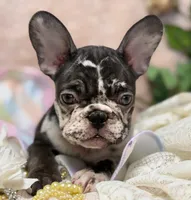 Honey , a female French Bulldog for sale in Beaumont, CA – Photo 7 of 10