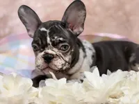 Honey , a female French Bulldog for sale in Beaumont, CA – Photo 6 of 10