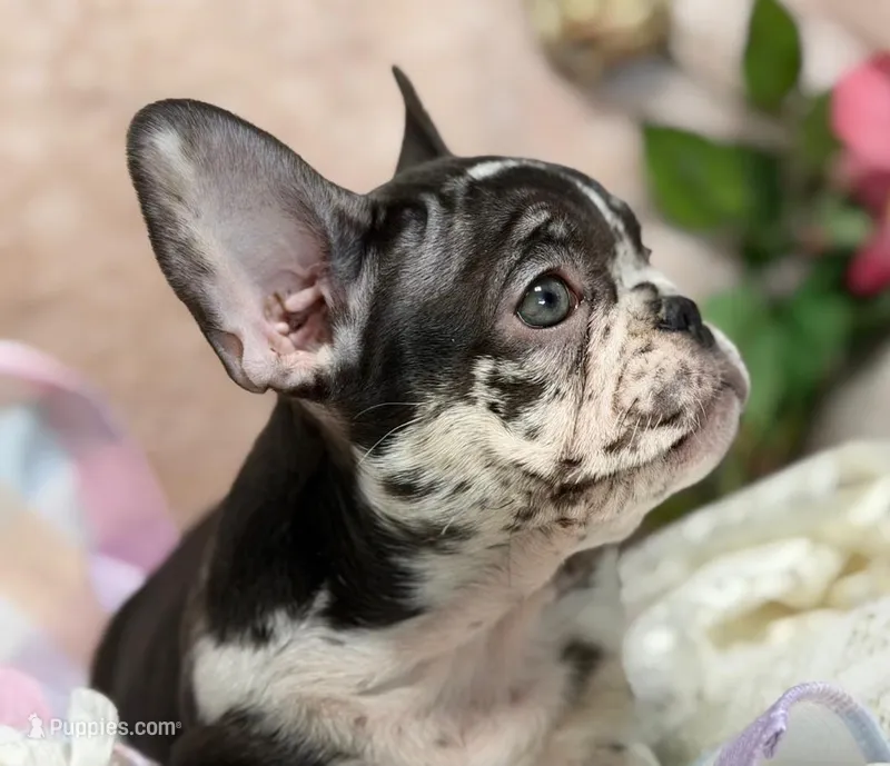 Honey  – French Bulldog puppy for sale in Beaumont, CA