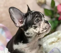 Honey , a female French Bulldog for sale in Beaumont, CA – Photo 1 of 10