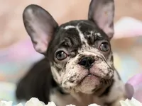 Honey , a female French Bulldog for sale in Beaumont, CA – Photo 8 of 10