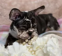 Honey , a female French Bulldog for sale in Beaumont, CA – Photo 2 of 10