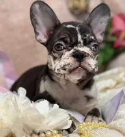 Honey , a female French Bulldog for sale in Beaumont, CA – Photo 10 of 10