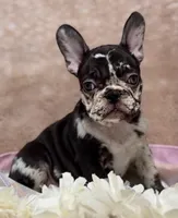 Honey , a female French Bulldog for sale in Beaumont, CA – Photo 3 of 10