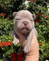 Lake , a male French Bulldog for sale in Beaumont, CA – 8 of 10