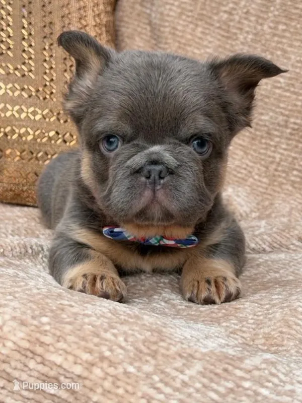 Briggs  – French Bulldog puppy for sale in Beaumont, CA