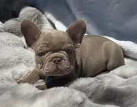 Lake , a male French Bulldog for sale in Beaumont, CA – 6 of 10