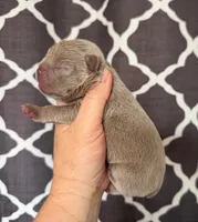 Lake, a male French Bulldog for sale in Beaumont, CA – Photo 2 of 7