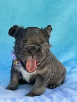 Novalie, a female French Bulldog for sale in Beaumont, CA – Photo 6 of 10