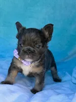 Novalie, a female French Bulldog for sale in Beaumont, CA – Photo 3 of 10