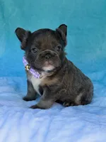 Novalie, a female French Bulldog for sale in Beaumont, CA – Photo 5 of 10