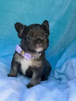 Novalie, a female French Bulldog for sale in Beaumont, CA – Photo 2 of 10