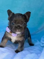 Novalie, a female French Bulldog for sale in Beaumont, CA – Photo 1 of 10