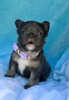 Novalie, a female French Bulldog for sale in Beaumont, CA – Photo 8 of 10