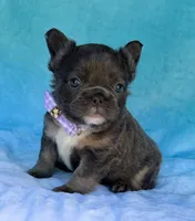 Novalie, a female French Bulldog for sale in Beaumont, CA – Photo 9 of 10
